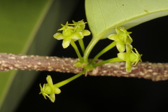 Margaritaria indica